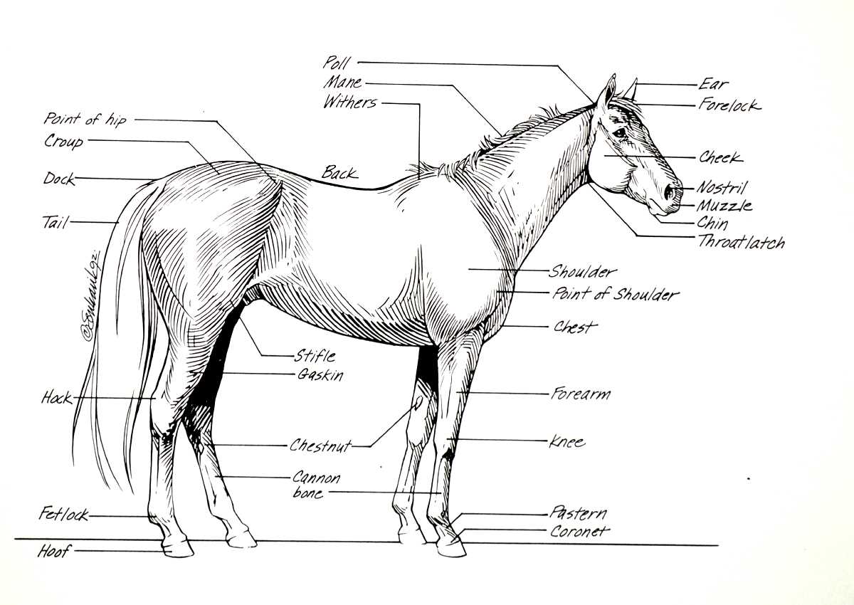 horse body parts diagram