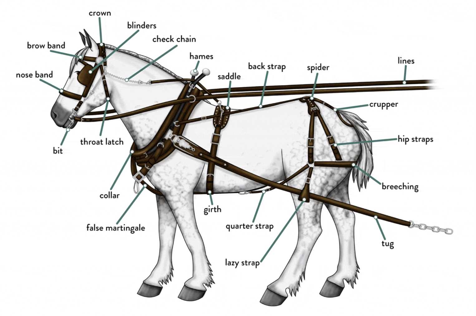 horse bridle parts diagram