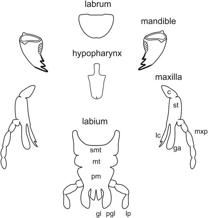 insect mouth parts diagram