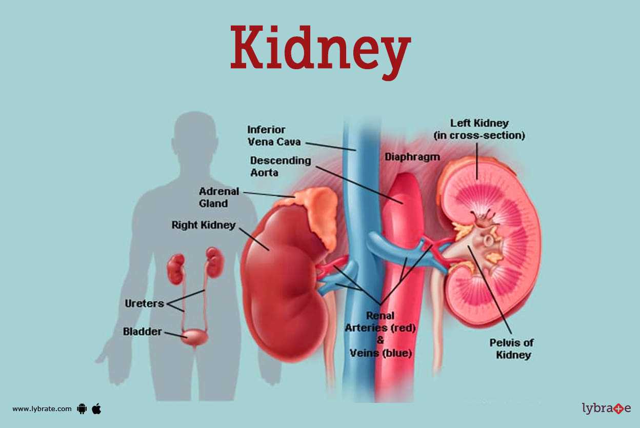 kidney diagram with parts