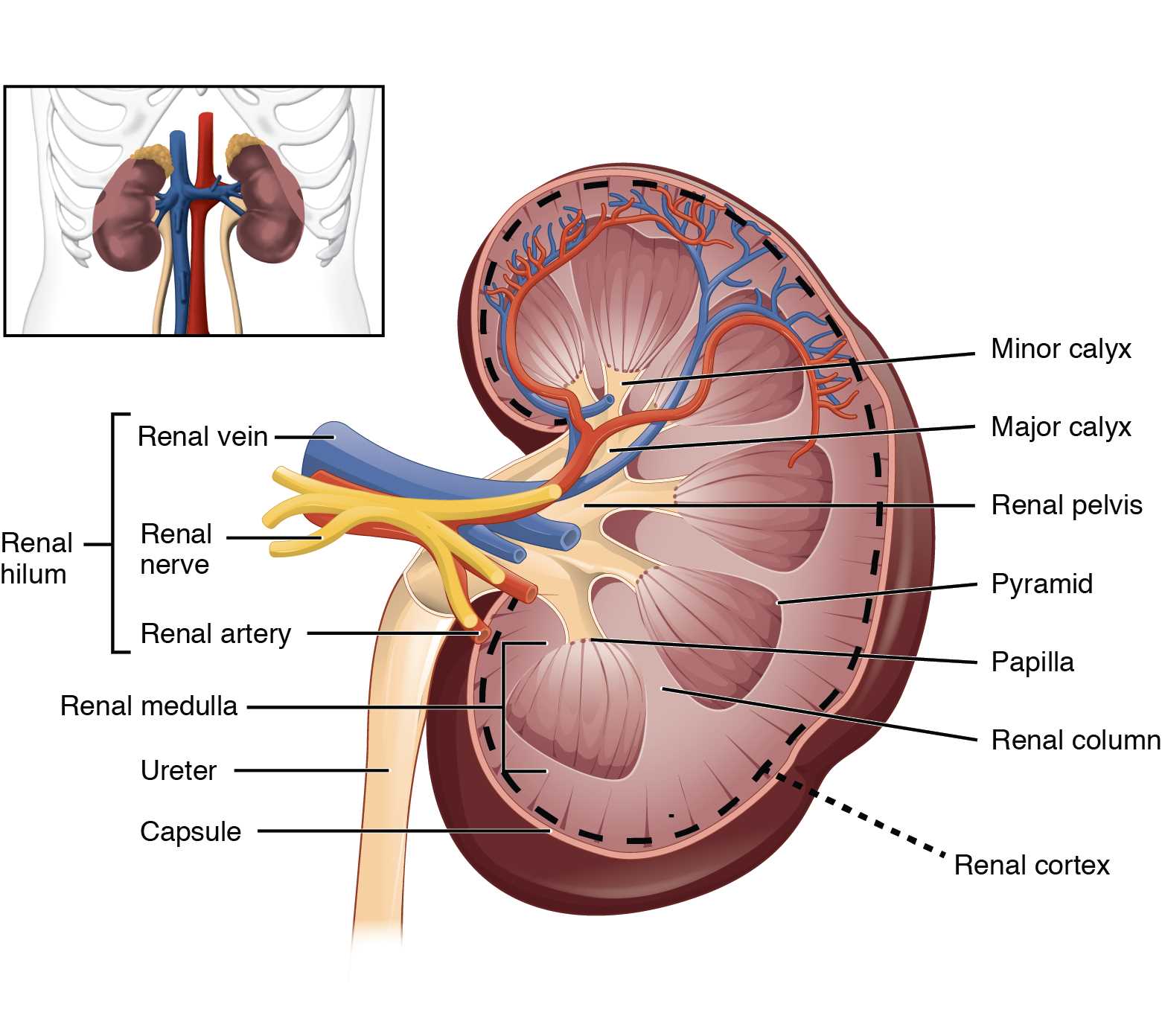 kidney diagram with parts