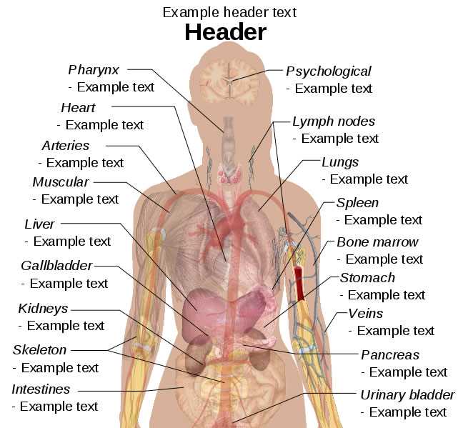 lady parts diagram