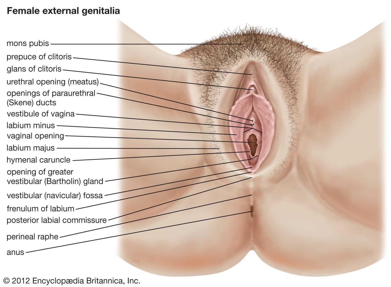 lady parts diagram