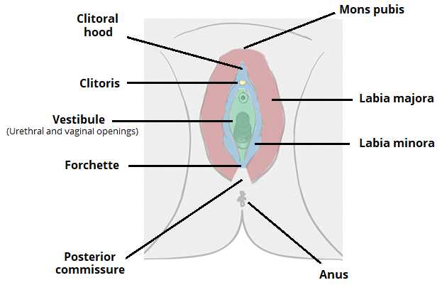 lady parts diagram