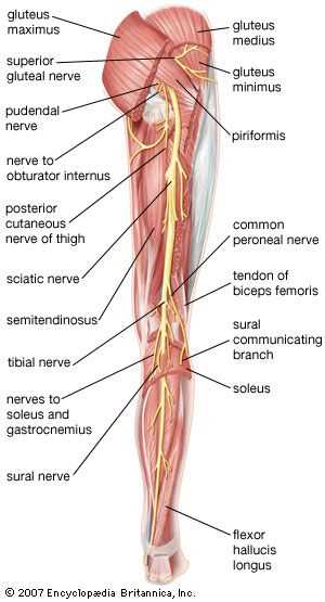 leg parts diagram