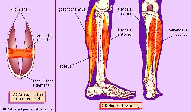 leg parts diagram