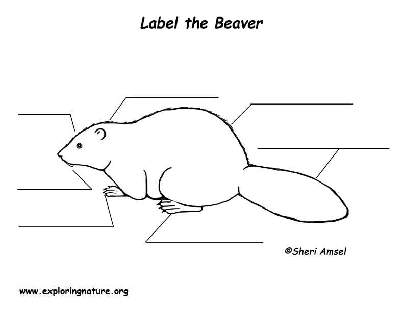 little beaver parts diagram