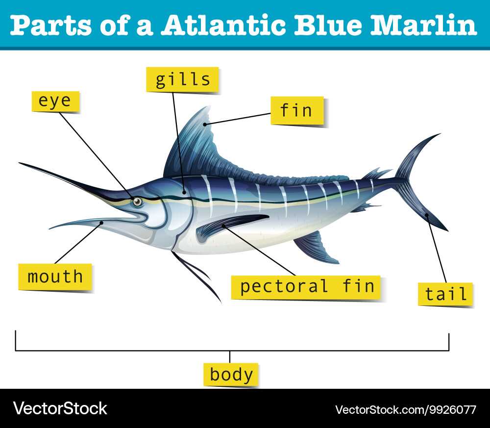 marlin 60 parts diagram