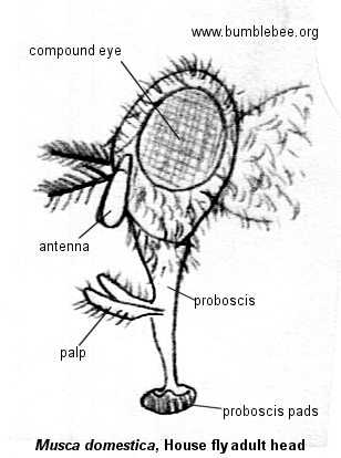 mouth parts of housefly diagram