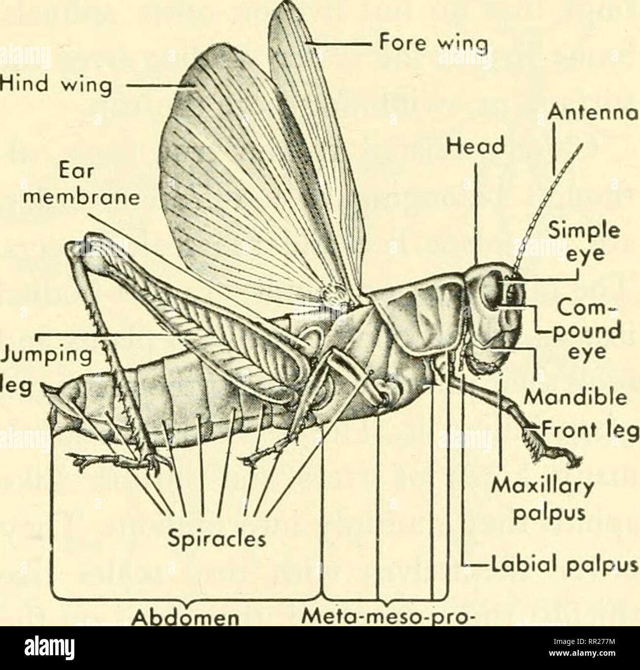 mouth parts of housefly diagram