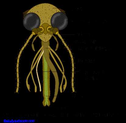 mouth parts of housefly diagram