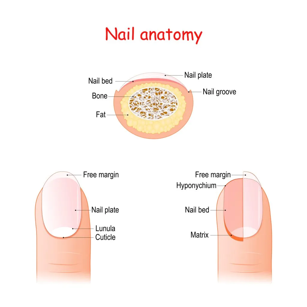 nail parts diagram