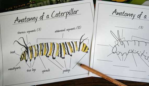 parts of a caterpillar diagram