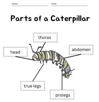 parts of a caterpillar diagram