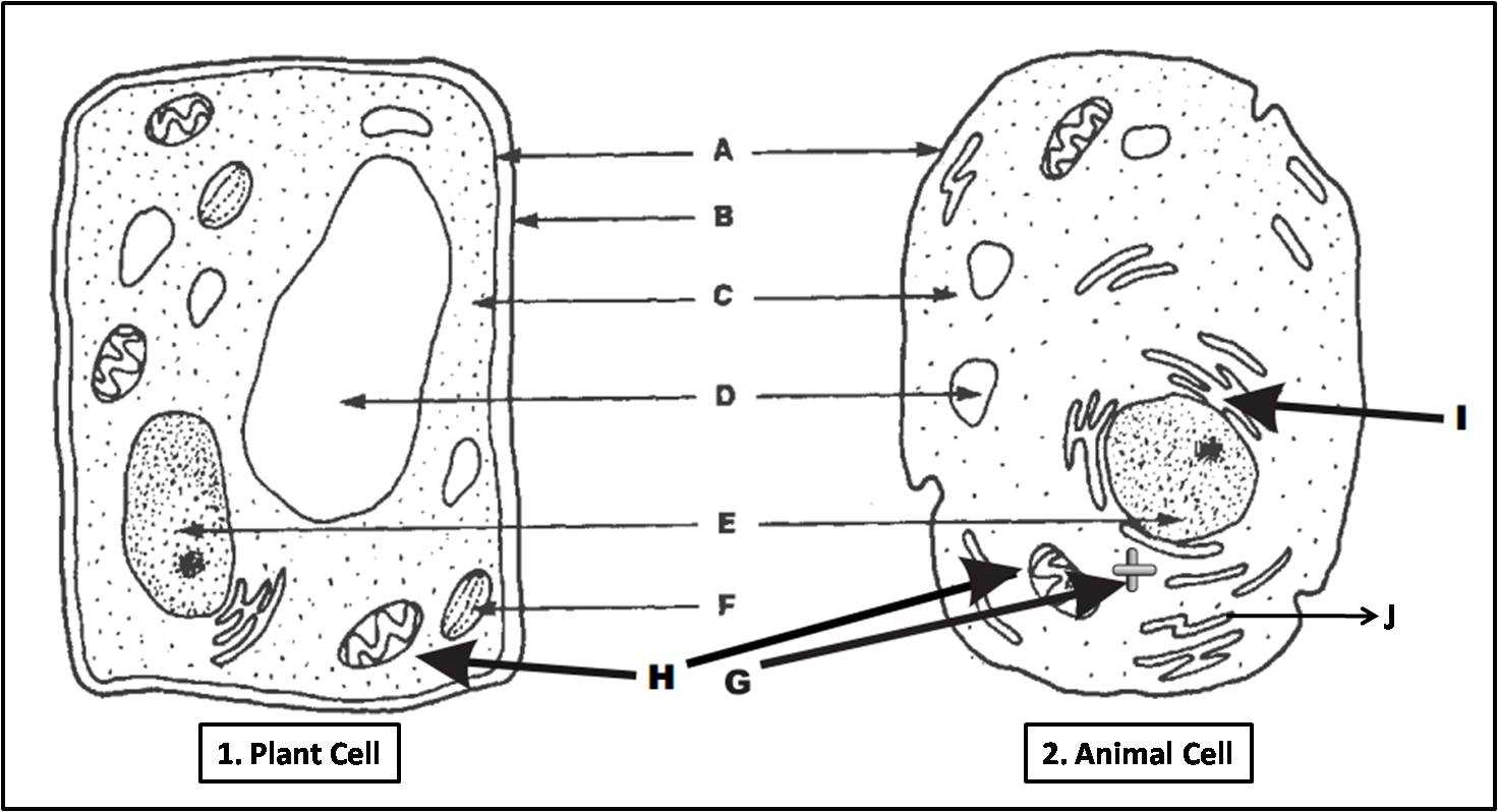 parts of a cell diagram quiz