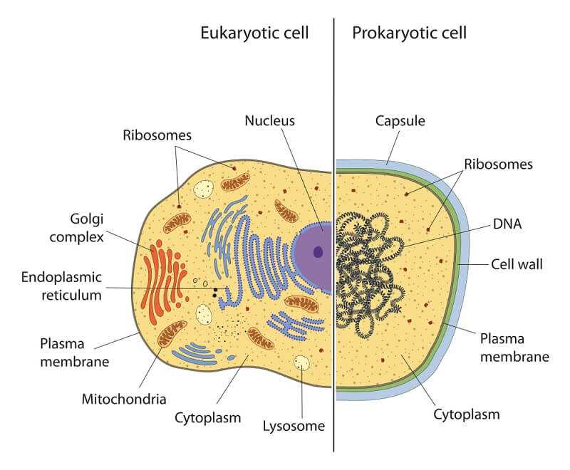 parts of a cell diagram quiz