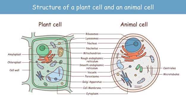 parts of a cell diagram worksheet