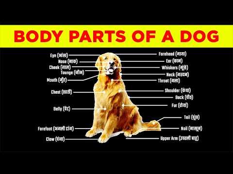 parts of a dog diagram