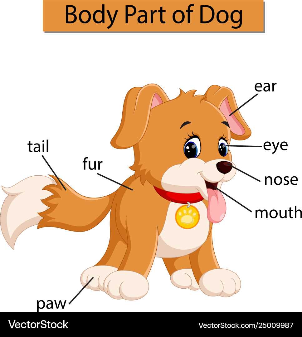 parts of a dog diagram