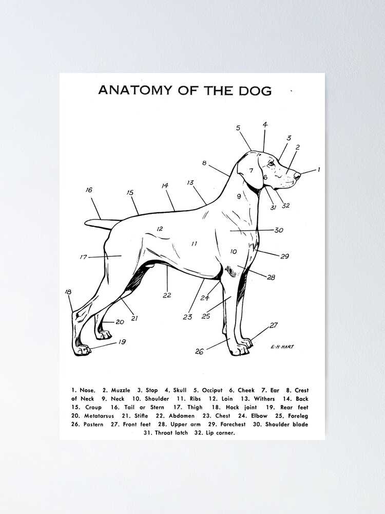 parts of a dog diagram