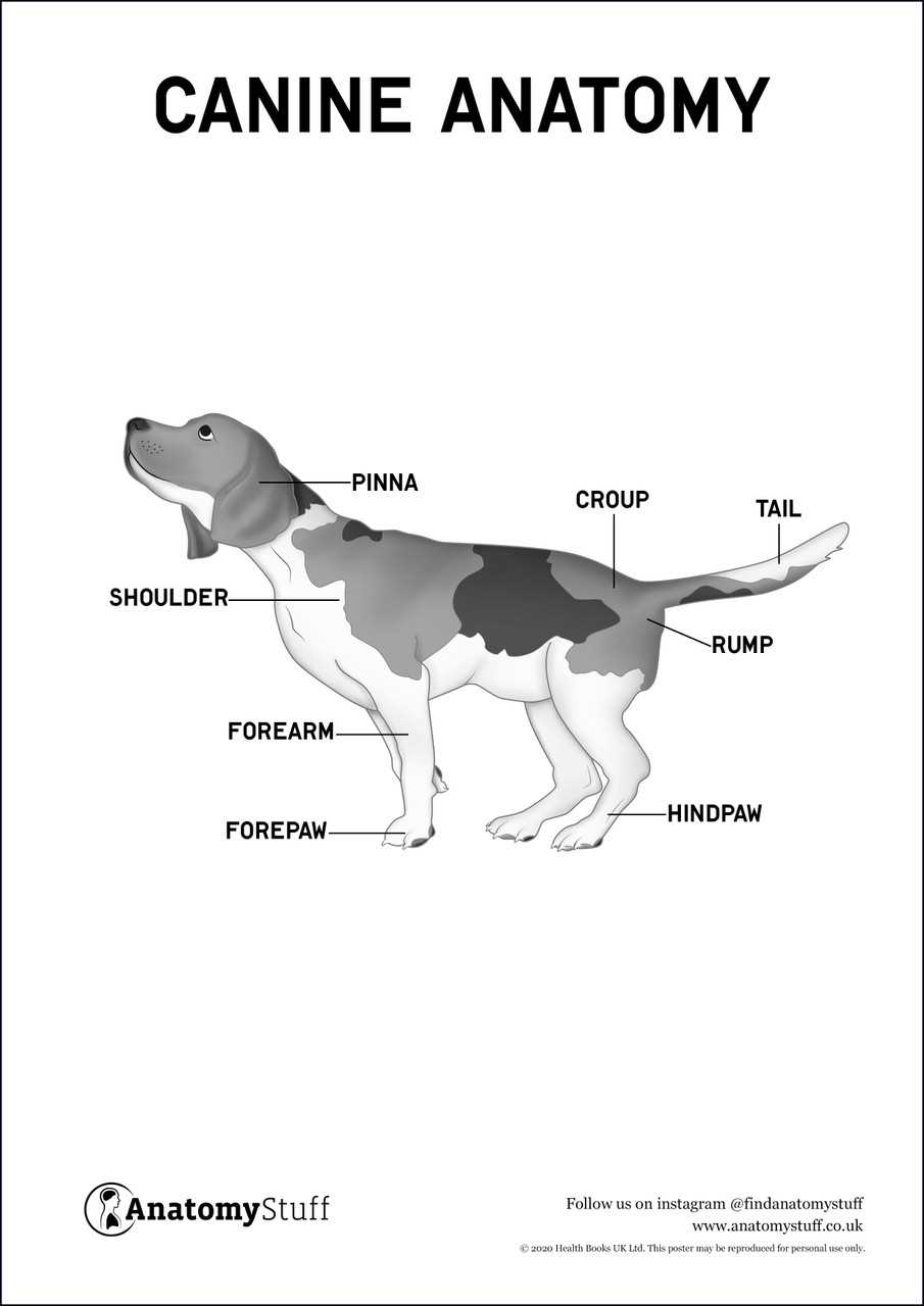 parts of a dog diagram