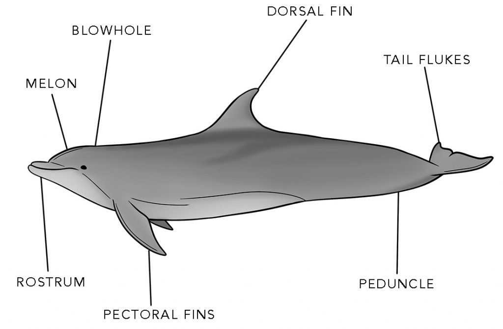 parts of a dolphin diagram