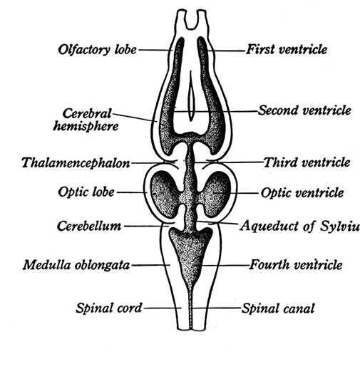 parts of a frog diagram