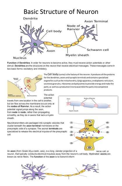 parts of a neuron diagram