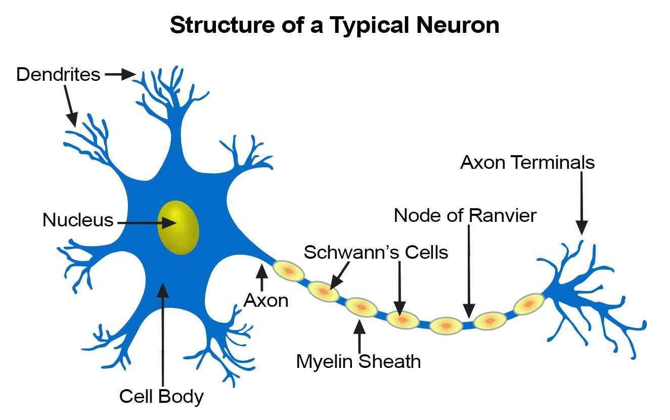 parts of a neuron diagram