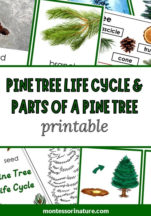 parts of a pine cone diagram poster