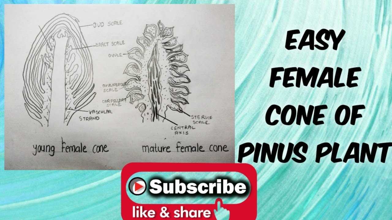 parts of a pine cone diagram poster