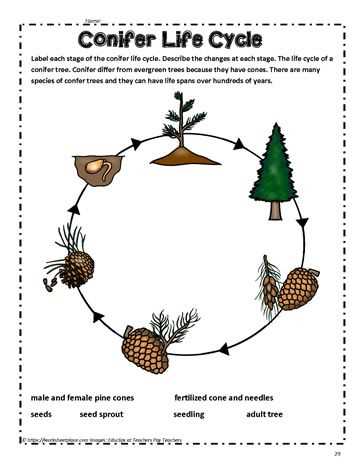 parts of a pine cone diagram