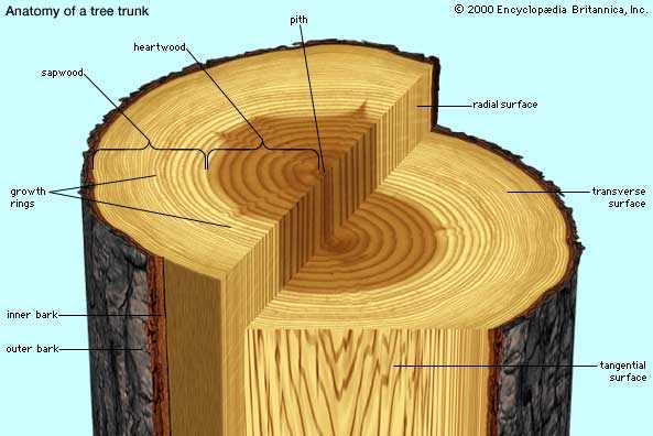 parts of a tree trunk diagram