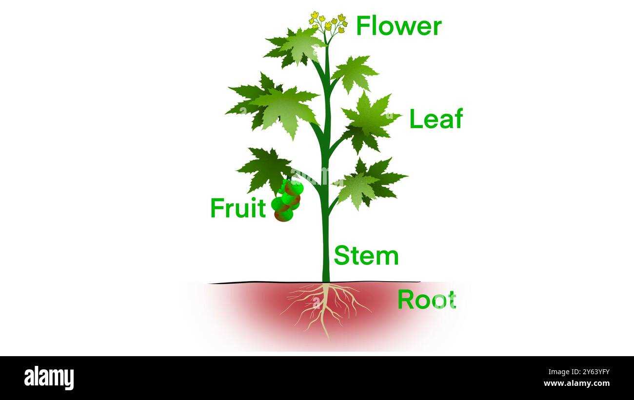 parts of a tulip diagram