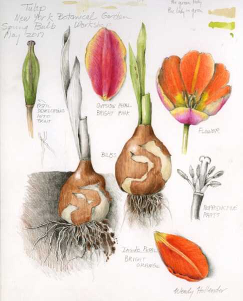 parts of a tulip diagram