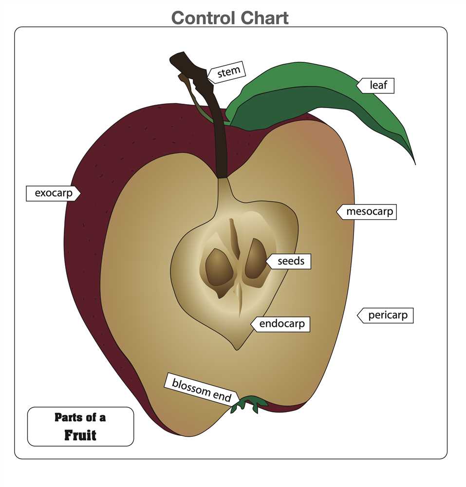 parts of an apple diagram