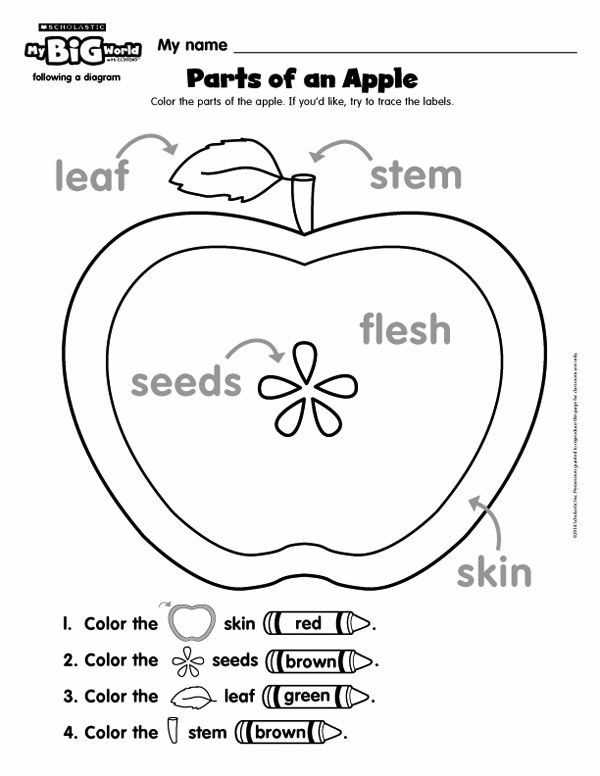 parts of an apple diagram