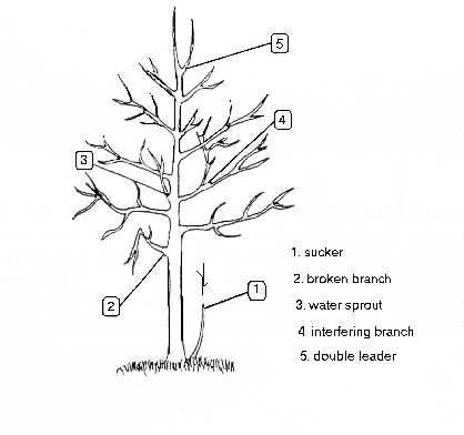 parts of an apple tree diagram