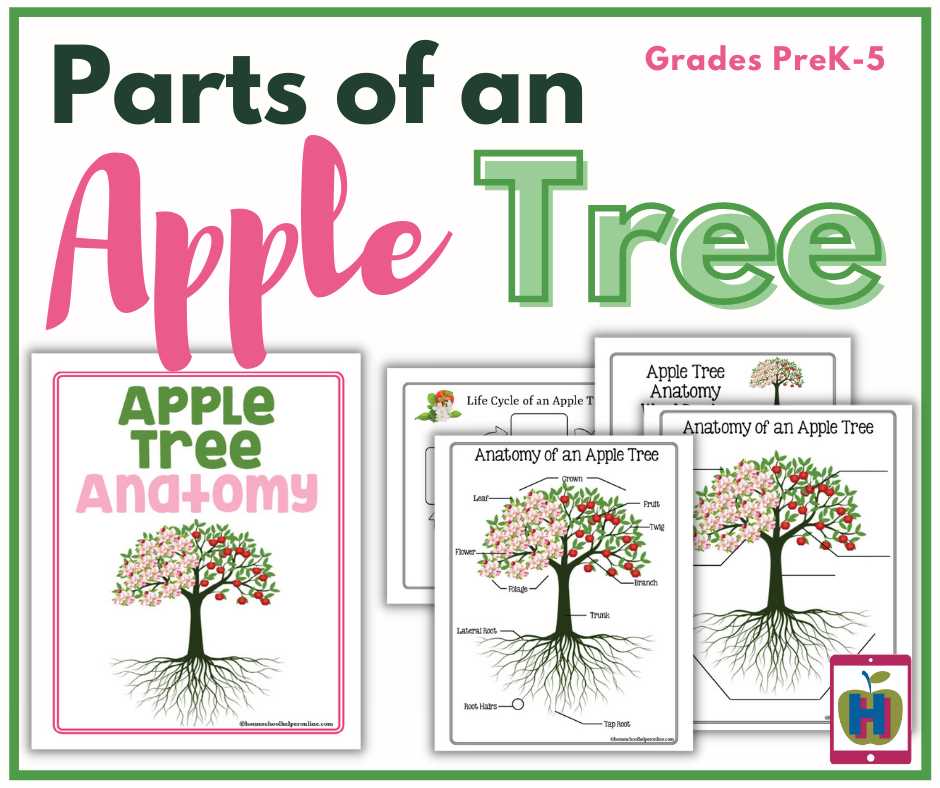 parts of an apple tree diagram