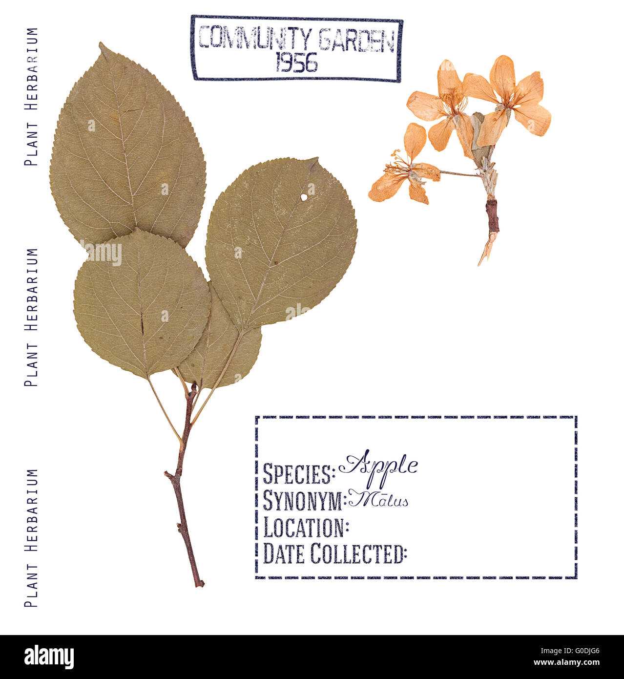 parts of an apple tree diagram