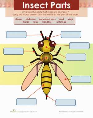 parts of an insect diagram