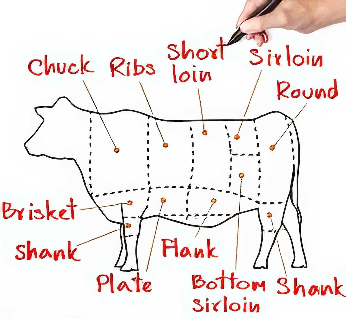 parts of beef diagram