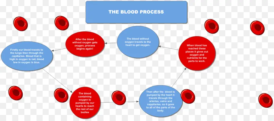 parts of blood diagram