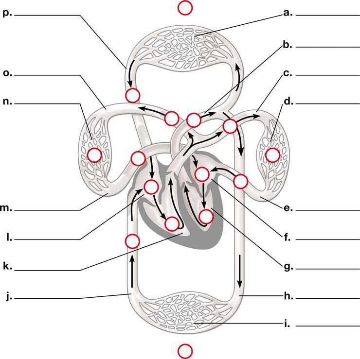 parts of blood diagram