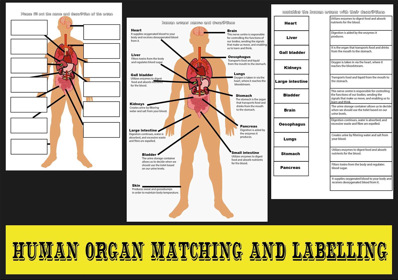 parts of human body diagram