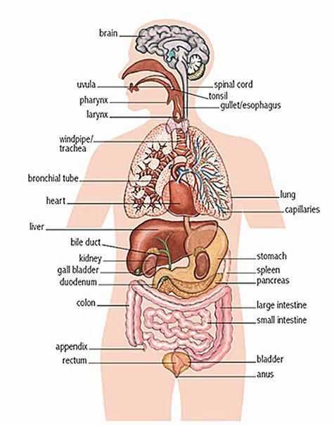 parts of human body diagram