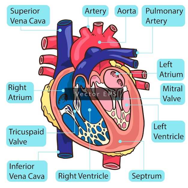 parts of human heart diagram