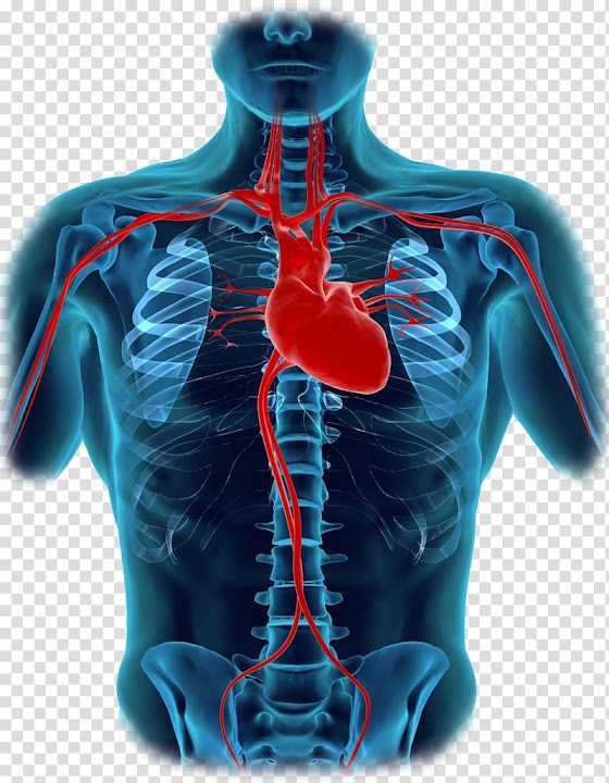 parts of human heart diagram