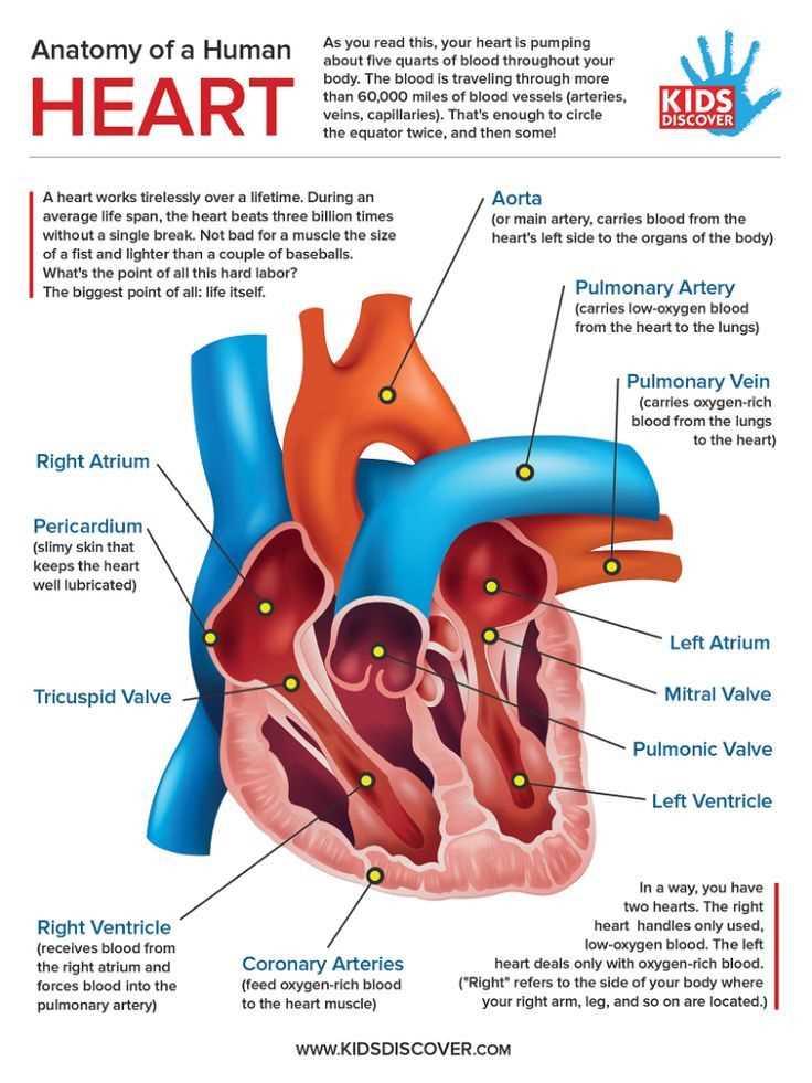 parts of human heart diagram