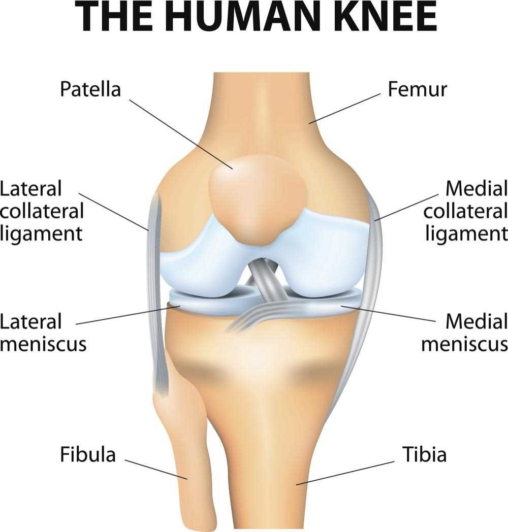 parts of leg diagram